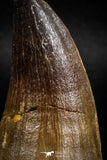 06218 - Well Preserved 2.23 Inch Mosasaur (Prognathodon anceps) Tooth