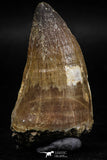 06219 - Well Preserved 2.20 Inch Mosasaur (Prognathodon anceps) Tooth