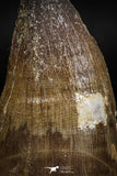 06219 - Well Preserved 2.20 Inch Mosasaur (Prognathodon anceps) Tooth