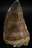 06219 - Well Preserved 2.20 Inch Mosasaur (Prognathodon anceps) Tooth