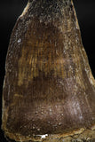 06219 - Well Preserved 2.20 Inch Mosasaur (Prognathodon anceps) Tooth