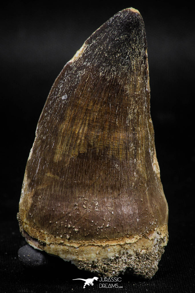 06219 - Well Preserved 2.20 Inch Mosasaur (Prognathodon anceps) Tooth