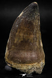 06219 - Well Preserved 2.20 Inch Mosasaur (Prognathodon anceps) Tooth