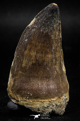 06219 - Well Preserved 2.20 Inch Mosasaur (Prognathodon anceps) Tooth