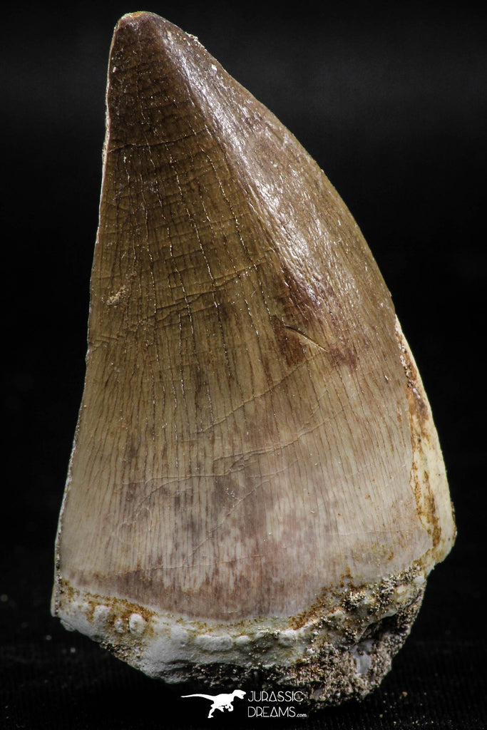 06220 - Well Preserved 2.20 Inch Mosasaur (Prognathodon anceps) Tooth