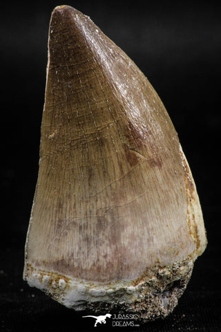 06220 - Well Preserved 2.20 Inch Mosasaur (Prognathodon anceps) Tooth