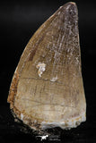 06220 - Well Preserved 2.20 Inch Mosasaur (Prognathodon anceps) Tooth