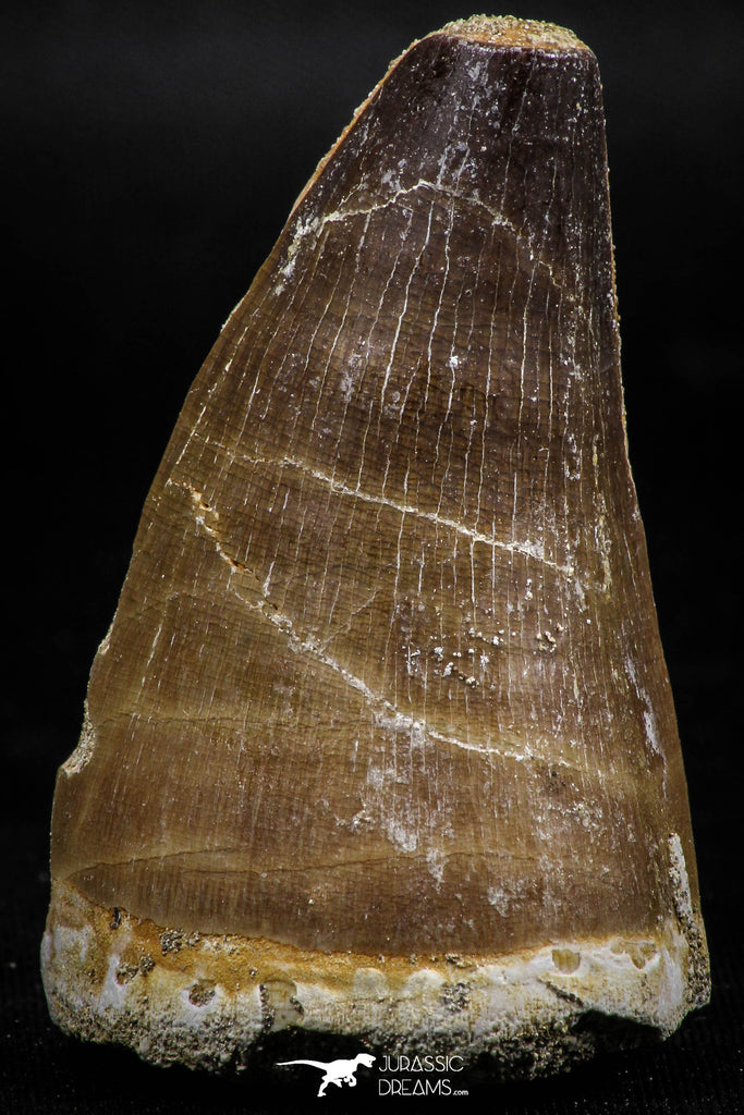 06221 - Well Preserved 2.00 Inch Mosasaur (Prognathodon anceps) Tooth