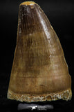 06221 - Well Preserved 2.00 Inch Mosasaur (Prognathodon anceps) Tooth