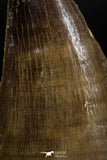06221 - Well Preserved 2.00 Inch Mosasaur (Prognathodon anceps) Tooth