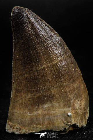 06222 - Well Preserved 1.86 Inch Mosasaur (Prognathodon anceps) Tooth