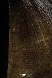 06222 - Well Preserved 1.86 Inch Mosasaur (Prognathodon anceps) Tooth