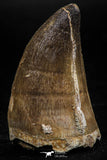 06222 - Well Preserved 1.86 Inch Mosasaur (Prognathodon anceps) Tooth