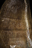 06222 - Well Preserved 1.86 Inch Mosasaur (Prognathodon anceps) Tooth
