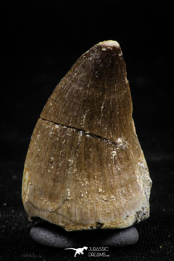 06223 - Well Preserved 1.18 Inch Mosasaur (Prognathodon anceps) Tooth