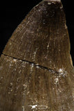06223 - Well Preserved 1.18 Inch Mosasaur (Prognathodon anceps) Tooth