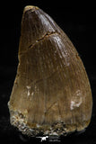 06223 - Well Preserved 1.18 Inch Mosasaur (Prognathodon anceps) Tooth