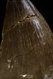 06223 - Well Preserved 1.18 Inch Mosasaur (Prognathodon anceps) Tooth