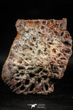 06224 - Beautiful 3.44 Inch Cretaceous Crocodile Dermal Scute Bone KemKem
