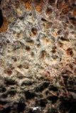 06224 - Beautiful 3.44 Inch Cretaceous Crocodile Dermal Scute Bone KemKem