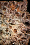 06224 - Beautiful 3.44 Inch Cretaceous Crocodile Dermal Scute Bone KemKem