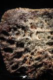 06224 - Beautiful 3.44 Inch Cretaceous Crocodile Dermal Scute Bone KemKem