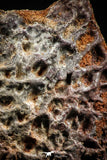 06224 - Beautiful 3.44 Inch Cretaceous Crocodile Dermal Scute Bone KemKem
