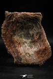 06224 - Beautiful 3.44 Inch Cretaceous Crocodile Dermal Scute Bone KemKem