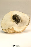 30623 - Top Rare 1.47 Inch Pilletopeltis sp Lower Devonian Trilobite - Morocco