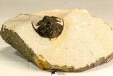 30623 - Top Rare 1.47 Inch Pilletopeltis sp Lower Devonian Trilobite - Morocco