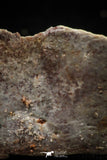 06227 - Top Beautiful White 1.01 Inch Cretaceous Crocodile Dermal Scute Bone KemKem