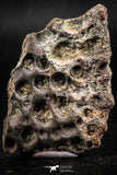06231 - Top Quality 1.91 Inch Cretaceous Crocodile Dermal Scute Bone KemKem