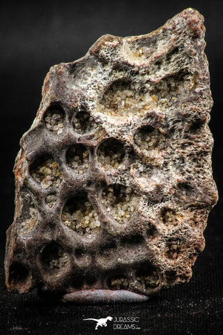 06231 - Top Quality 1.91 Inch Cretaceous Crocodile Dermal Scute Bone KemKem