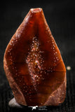 06236 - Top Beautiful 0.51 Inch Lepidotes pankowskii Ganoid Scale From Kem Kem Basin