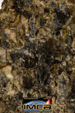 08978 - Top Rare 2.110 g NWA Unclassified Ureilite Achondrite Meteorite Polished Section