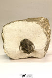 30626 - Top Rare 1.25 Inch Pilletopeltis sp Lower Devonian Trilobite - Morocco