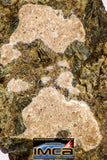 08981 - Top Rare 1.135 g NWA Unclassified Ureilite Achondrite Meteorite Polished Section