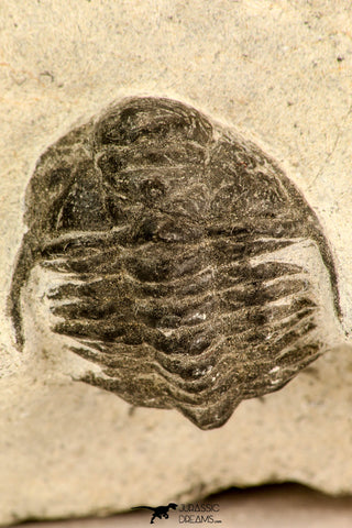 30626 - Top Rare 1.25 Inch Pilletopeltis sp Lower Devonian Trilobite - Morocco