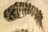 30626 - Top Rare 1.25 Inch Pilletopeltis sp Lower Devonian Trilobite - Morocco