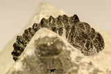 30626 - Top Rare 1.25 Inch Pilletopeltis sp Lower Devonian Trilobite - Morocco