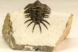 30627 - Top Rare 1.35 Inch Pilletopeltis sp Lower Devonian Trilobite - Morocco