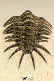 30627 - Top Rare 1.35 Inch Pilletopeltis sp Lower Devonian Trilobite - Morocco