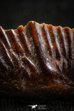 06246 - Beautiful Well Preserved Rare Gar Fish Scale (Obaichthys africanus) From Kem Kem Basin