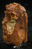 06246 - Beautiful Well Preserved Rare Gar Fish Scale (Obaichthys africanus) From Kem Kem Basin