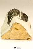 30627 - Top Rare 1.35 Inch Pilletopeltis sp Lower Devonian Trilobite - Morocco