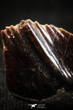 06247 - Beautiful Well Preserved Rare Gar Fish Scale (Obaichthys africanus) From Kem Kem Basin