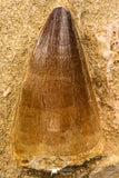 07900 - Top Quality 2.04 Inch Mosasaur (Prognathodon anceps) Tooth in Matrix Late Cretaceous