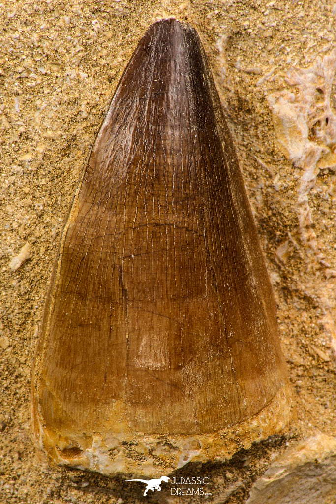 07900 - Top Quality 2.04 Inch Mosasaur (Prognathodon anceps) Tooth in Matrix Late Cretaceous