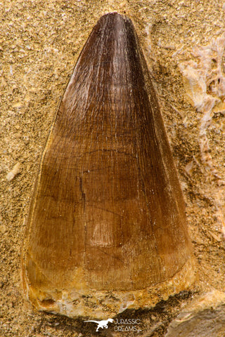 07900 - Top Quality 2.04 Inch Mosasaur (Prognathodon anceps) Tooth in Matrix Late Cretaceous