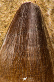 07900 - Top Quality 2.04 Inch Mosasaur (Prognathodon anceps) Tooth in Matrix Late Cretaceous